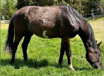 Cheval de sport allemand, Jument, 3 Ans, 155 cm, Noir