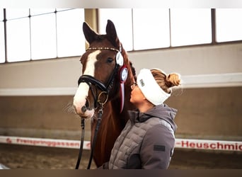 Cheval de sport allemand, Jument, 3 Ans, 157 cm, Alezan brûlé