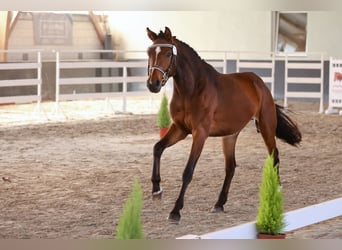 Cheval de sport allemand, Jument, 3 Ans, 159 cm, Bai