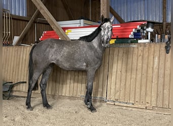 Cheval de sport allemand, Jument, 3 Ans, 159 cm, Peut devenir gris