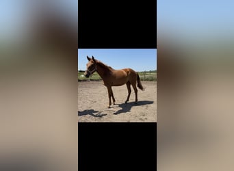 Cheval de sport allemand, Jument, 3 Ans, 160 cm, Alezan