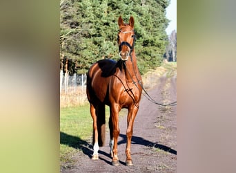Cheval de sport allemand, Jument, 3 Ans, 160 cm, Alezan