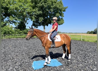 Cheval de sport allemand, Jument, 3 Ans, 161 cm, Bai