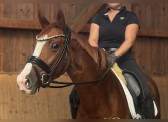 Cheval de sport allemand, Jument, 3 Ans, 162 cm, Alezan