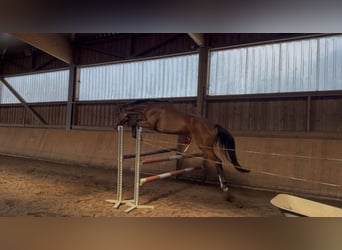 Cheval de sport allemand, Jument, 3 Ans, 162 cm, Bai