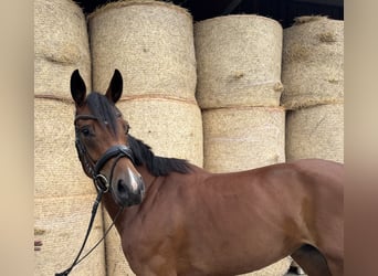 Cheval de sport allemand, Jument, 3 Ans, 162 cm, Bai