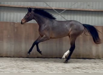 Cheval de sport allemand, Jument, 3 Ans, 162 cm, Bai