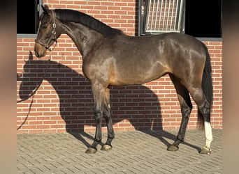 Cheval de sport allemand, Jument, 3 Ans, 162 cm, Bai