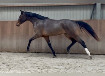 Cheval de sport allemand, Jument, 3 Ans, 162 cm, Bai