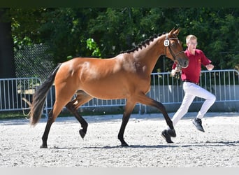 Cheval de sport allemand, Jument, 3 Ans, 162 cm, Bai