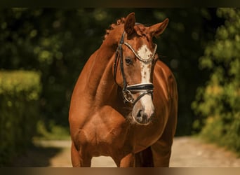 Cheval de sport allemand, Jument, 3 Ans, 163 cm, Alezan