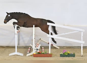 Cheval de sport allemand, Jument, 3 Ans, 163 cm, Bai brun