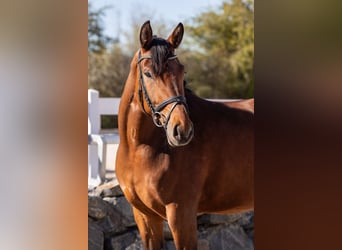 Cheval de sport allemand, Jument, 3 Ans, 163 cm, Bai