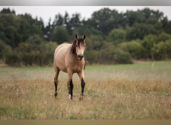 Cheval de sport allemand, Jument, 3 Ans, 163 cm, Buckskin