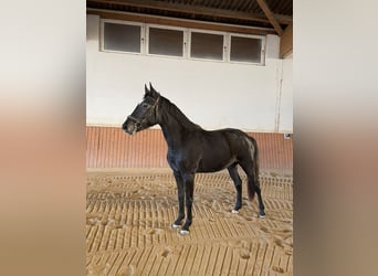 Cheval de sport allemand, Jument, 3 Ans, 163 cm, Gris noir