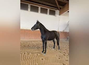 Cheval de sport allemand, Jument, 3 Ans, 163 cm, Gris noir