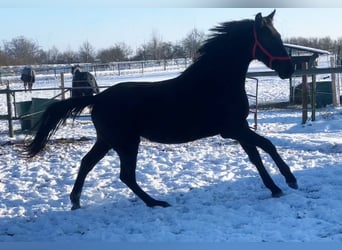 Cheval de sport allemand, Jument, 3 Ans, 163 cm, Noir
