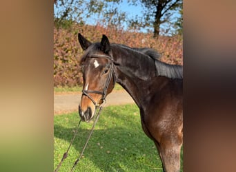 Cheval de sport allemand, Jument, 3 Ans, 164 cm, Bai