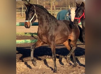 Cheval de sport allemand, Jument, 3 Ans, 165 cm, Noir