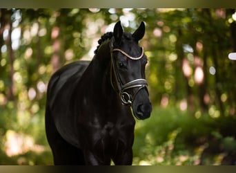 Cheval de sport allemand, Jument, 3 Ans, 165 cm, Noir