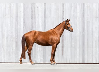 Cheval de sport allemand, Jument, 3 Ans, 166 cm, Alezan