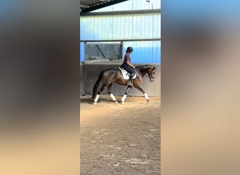 Cheval de sport allemand, Jument, 3 Ans, 166 cm, Bai brun