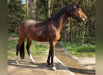 Cheval de sport allemand, Jument, 3 Ans, 166 cm, Bai