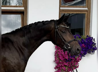 Cheval de sport allemand, Jument, 3 Ans, 166 cm