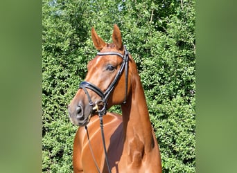 Cheval de sport allemand, Jument, 3 Ans, 168 cm, Alezan brûlé