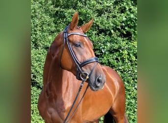 Cheval de sport allemand, Jument, 3 Ans, 168 cm, Alezan brûlé
