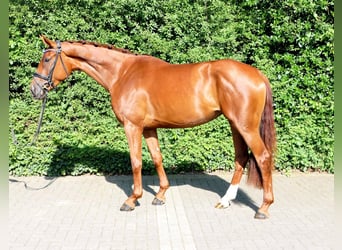 Cheval de sport allemand, Jument, 3 Ans, 168 cm, Alezan brûlé