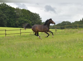 Cheval de sport allemand, Jument, 3 Ans, 168 cm, Bai