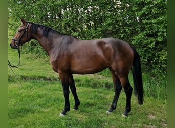 Cheval de sport allemand, Jument, 3 Ans, 168 cm, Bai