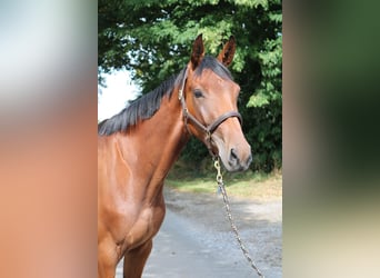 Cheval de sport allemand, Jument, 3 Ans, 168 cm, Bai