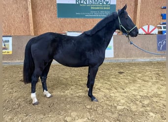 Cheval de sport allemand, Jument, 3 Ans, 168 cm, Noir