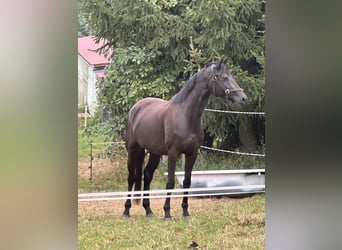 Cheval de sport allemand, Jument, 3 Ans, 168 cm, Noir