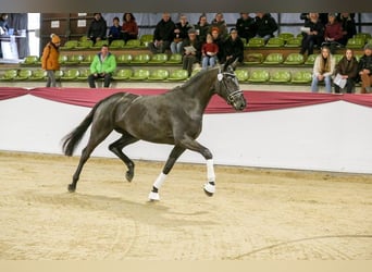 Cheval de sport allemand, Jument, 3 Ans, 169 cm, Noir