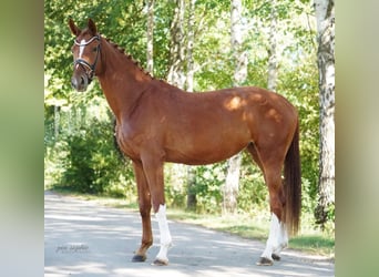 Cheval de sport allemand, Jument, 3 Ans, 170 cm, Alezan