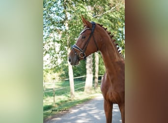 Cheval de sport allemand, Jument, 3 Ans, 170 cm, Alezan