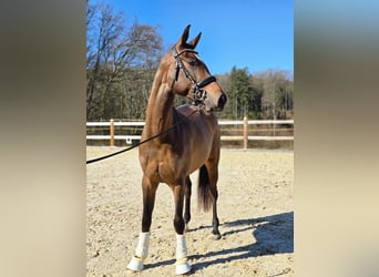 Cheval de sport allemand, Jument, 3 Ans, 170 cm, Bai brun
