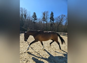 Cheval de sport allemand, Jument, 3 Ans, 170 cm, Bai brun