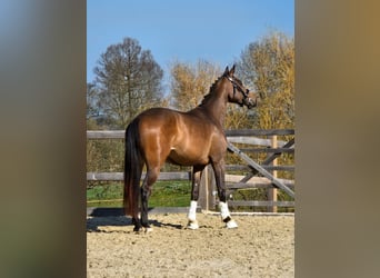 Cheval de sport allemand, Jument, 3 Ans, 170 cm, Bai brun