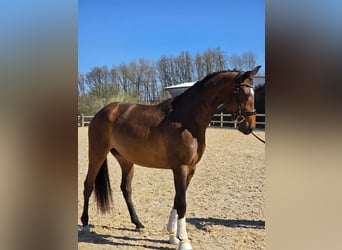 Cheval de sport allemand, Jument, 3 Ans, 170 cm, Bai brun