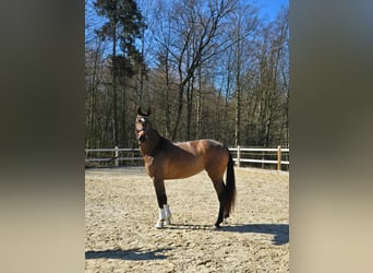 Cheval de sport allemand, Jument, 3 Ans, 170 cm, Bai brun