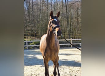 Cheval de sport allemand, Jument, 3 Ans, 170 cm, Bai brun