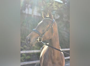 Cheval de sport allemand, Jument, 3 Ans, 170 cm, Bai brun