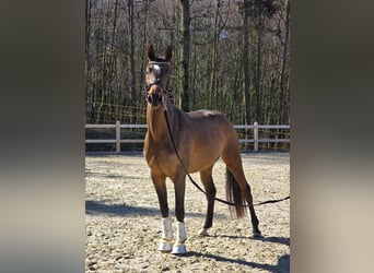 Cheval de sport allemand, Jument, 3 Ans, 170 cm, Bai brun