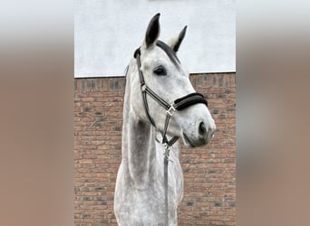 Cheval de sport allemand, Jument, 3 Ans, 170 cm, Gris pommelé