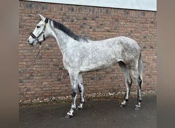 Cheval de sport allemand, Jument, 3 Ans, 170 cm, Gris pommelé