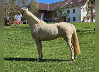 Cheval de sport allemand, Jument, 3 Ans, 170 cm, Palomino